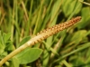 Ophioglossum vulgatum L.