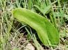 Ophioglossum vulgatum L.