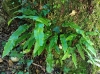 Phyllitis scolopendrium (L.) Newman subsp. scolopendrium