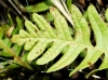 Polypodium cambricum L. subsp. cambricum
