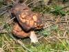 Gyromitra infula (Schaeff.) Qul. 1886