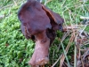 Gyromitra infula (Schaeff.) Qul. 1886