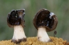 Helvella spadicea Schaeff. 1774