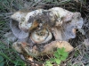 Hypomyces lateritius (Fr.) Tul. & C. Tul. 1860