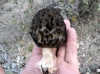 Morchella deliciosa Fr. 1822