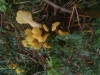 Spathularia flavida Pers. 1794