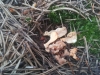 Spathularia flavida Pers. 1794