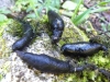 Xylaria longipes Nitschke 1867