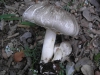 Agaricus xanthodermus Genev. 1876