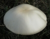 Agaricus arvensis Schaeff. 1774