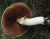 Agaricus arvensis Schaeff. 1774