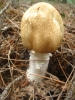 Agaricus augustus Fr. 1838