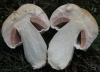 Agaricus cf. arvensis Schaeff. 1774