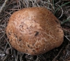 Agaricus cf. langei (F.H. Mller) F.H. Mller 1952