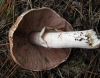 Agaricus cf. langei (F.H. Mller) F.H. Mller 1952