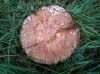 Agaricus cf. langei (F.H. Mller) F.H. Mller 1952