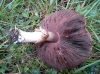 Agaricus cf. langei (F.H. Mller) F.H. Mller 1952