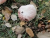 Agaricus gr. campestris L. 1753