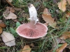 Agaricus gr. campestris L. 1753