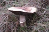 Agaricus impudicus (Rea) Pilt 1951