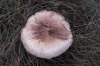 Agaricus impudicus (Rea) Pilt 1951