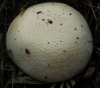 Agaricus litoralis (Wakef. & A. Pearson) Pilt 1952