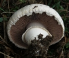 Agaricus litoralis (Wakef. & A. Pearson) Pilt 1952