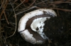 Agaricus moelleri Wasser 1976