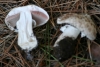 Agaricus moelleri Wasser 1976