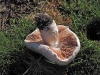 Agaricus osecanus Pilt 1951