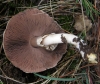Agaricus sp