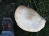 Agaricus sp.