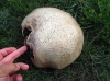 Agaricus sp.