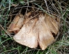 Agaricus sp.