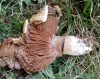 Agaricus sp.