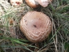 Agaricus sp.