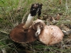 Agaricus sp.