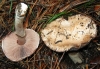 Agaricus sp.
