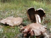 Agaricus sylvaticus Schaeff. 1774 Agaricus sylvaticus Schaeff. 1774