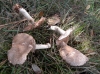 Agaricus sylvaticus Schaeff. 1774 Agaricus sylvaticus Schaeff. 1774