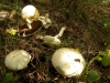Agaricus sylvaticus Schaeff. 1774 Agaricus sylvaticus Schaeff. 1774