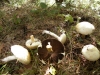 Agaricus sylvaticus Schaeff. 1774