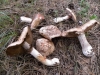 Agaricus sylvaticus Schaeff. 1774 Agaricus sylvaticus Schaeff. 1774