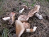 Agaricus sylvaticus Schaeff. 1774 Agaricus sylvaticus Schaeff. 1774
