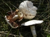 Agaricus sylvicola (Vittad.) Peck 1872