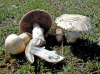 Agaricus urinascens (Jul. Schff. & F.H. Mller) Singer 1951
