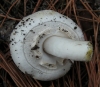 Agaricus xanthodermus Genev. 1876