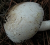 Agaricus xanthodermus Genev. 1876
