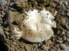 Agaricus bitorquis (Qul.) Sacc. 1887