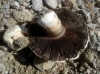 Agaricus bitorquis (Qul.) Sacc. 1887